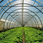 Film Cover Single Layer Agricultural Greenhouse for Sustainable Farming