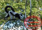 Knotted Animal Enclosure Netting , Zoo Aviary Netting Corrosion Resistant