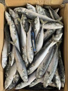 Quality BQF Pacific Mackerel 100 200g For Market wholesale