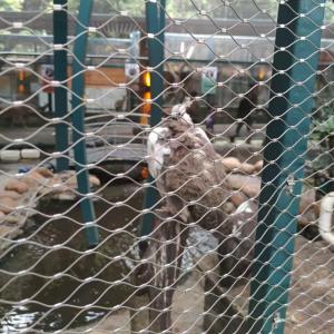 Quality SS304 SS316 Stainless Steel Wire Rope Mesh Zoo Safety Cable Mesh wholesale