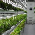 Shipping Container Greenhouse for Hydroponic Vertical Farming in Commercial