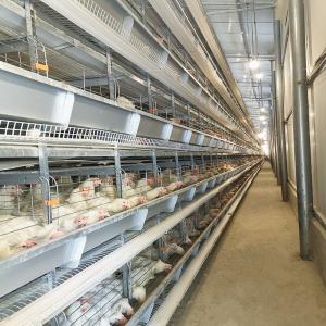 Quality SGS 30000 Birds H Type Layer Chicken Cage Battery System Q235A Steel Material wholesale