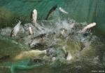 safety DDC Fish Flavor 602 Nutritional Feed Additive For Wider Feed Material