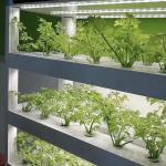 Intelligent Temperature Control Department Shipping Container Greenhouse for