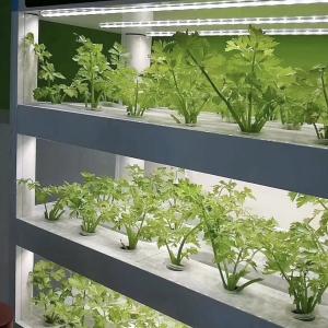 Quality Greenhouse Container Roofing Sheet for Leaf Vegetable Customization at Your Fingertips wholesale