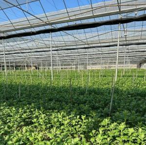 Quality Multi-Span Film Greenhouse for Vertical Farming Package Size 50.00cm * 60.00cm * 50.00cm wholesale