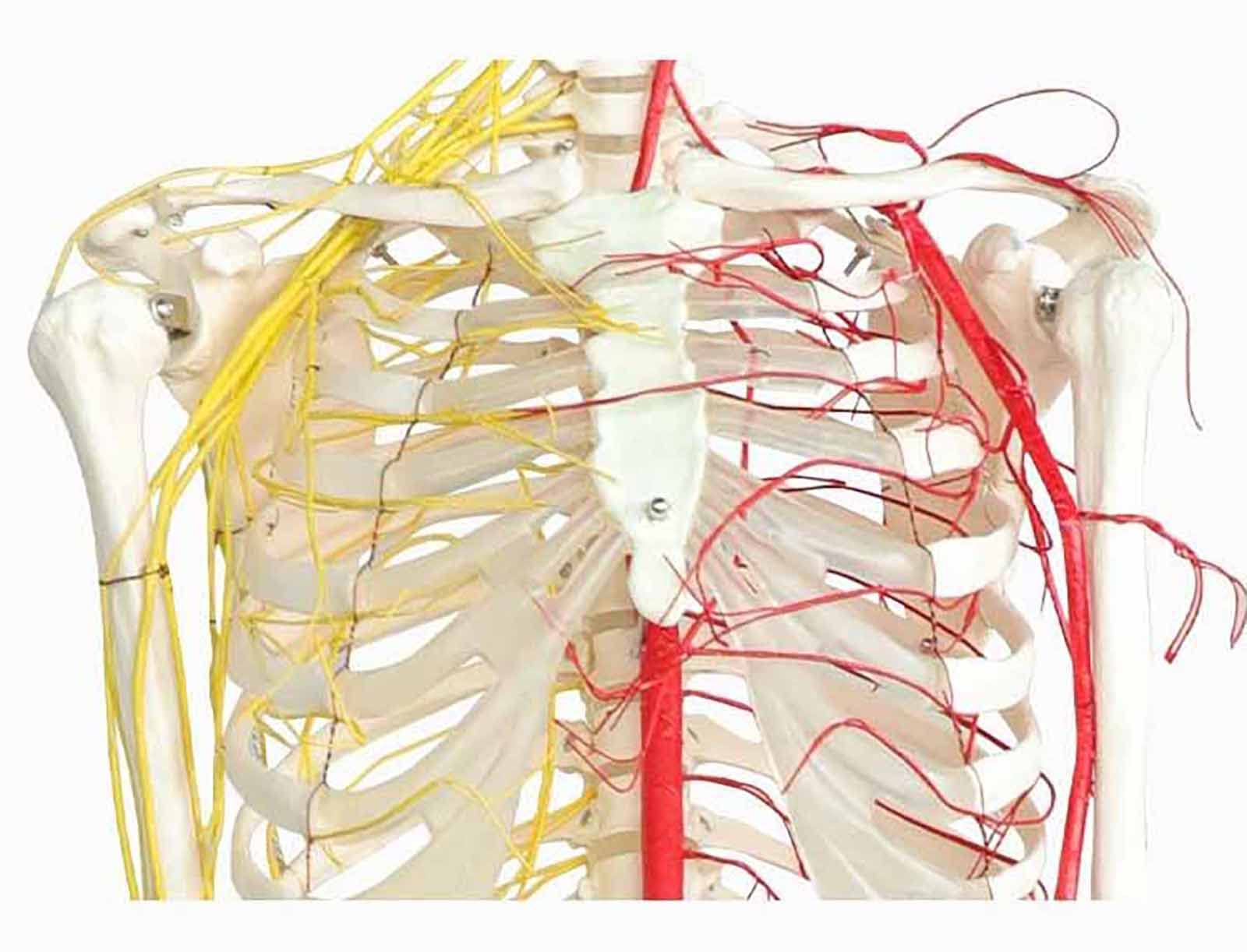 All human skeleton model with neurovascular Life Size Skeleton with Spinal Nerves Muscle Insertion Human Skeleton Model