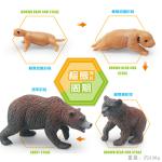 Brown Bear Life Cycle Figure Model Toy For Boys Girls Kids