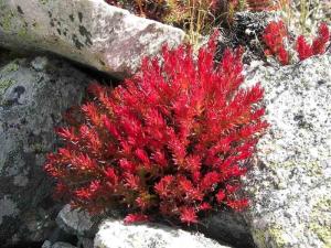 Quality Rhodiola Rosea Extract Salidroside powder Rosavin powder--Rhodiola rosea L wholesale