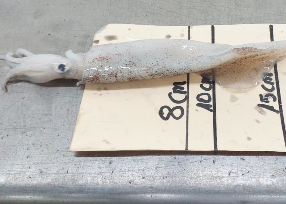 Loligo squid Chinensis Freshness Squid