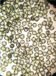 Fine Lab Synthetic Diamond , FSD Series Gem Quality Synthetic Diamonds