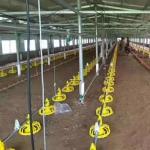 22x22mm Broiler Breeder Chicken Nipple Drinker System