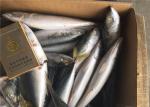 Scomber Japonicus 9PCS 10PCS Per Kg High Protein Mackerel Frozen Sea Fish