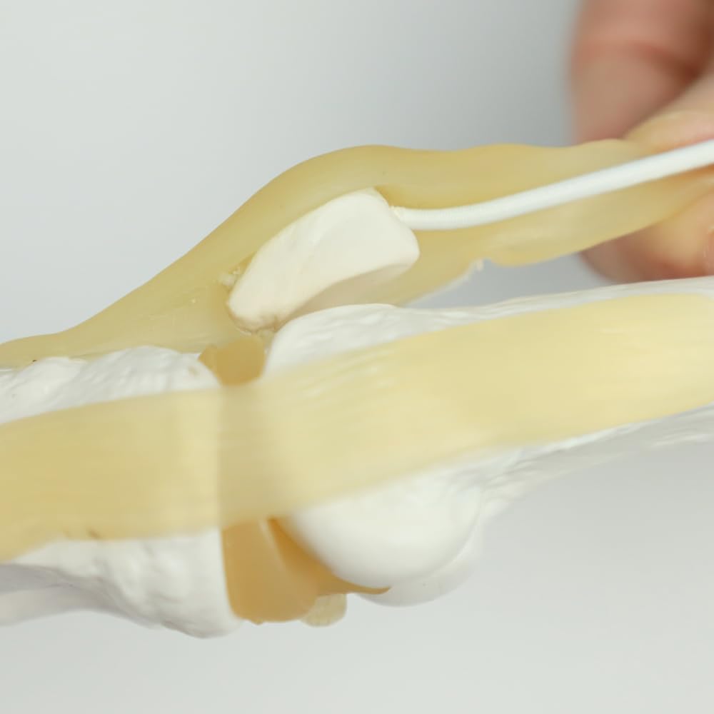 Kids Learning Anatomical Knee Joint Model Display Medical Tool