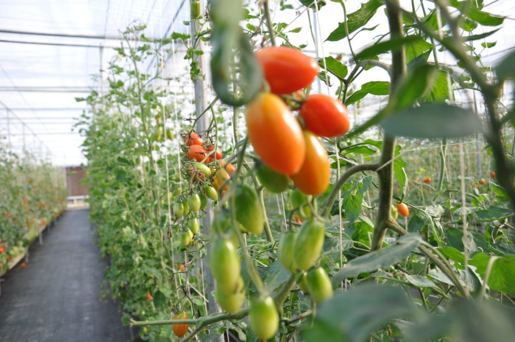 Vertical Farming Container Greenhouse with Substrate Culture System