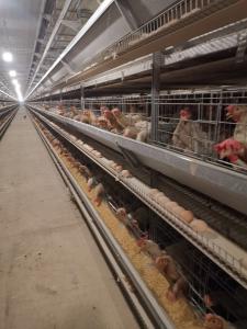 Quality H Type Big Size Automatic Egg Layer Chicken Cage Hot Dip Galvanized Material wholesale