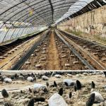 Multi-Span Sunlight Greenhouse The Ultimate Choice for Hydroponic Vegetable