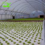 Grow Your Own Strawberries at Home with this Hydroponic Growing System Easy to