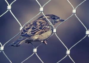 Quality Plain Weave Stainless Steel Aviary Mesh , Stainless Steel Bird Cage Screen Mesh wholesale