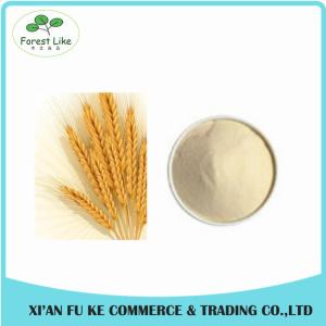 Quality Wheat Protein / Wheat Gluten Extract Powder Protein 80% wholesale