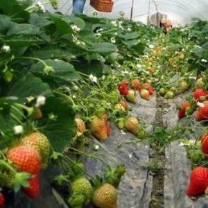 Quality Prefabricated Tomatoes Tunnel Plastic Greenhouse / Film Multi Span Greenhouse wholesale
