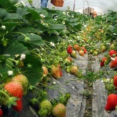 Prefabricated Tomatoes Tunnel Plastic Greenhouse / Film Multi Span Greenhouse