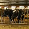 Buy cheap Modern Light Steel Frame Horse Barns , Steel Structure Building Cattle Shed from wholesalers