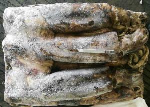 Quality Equator Giant Squid 2000g Up Size wholesale