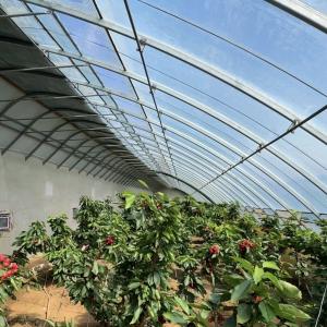 Quality 100.000kg Customization Flower Planting Drip Irrigation Vegetable Sunlight Greenhouse wholesale