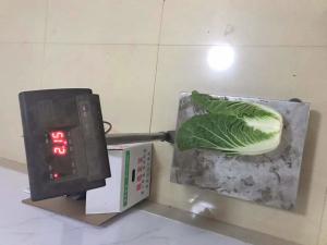 Quality Delicious Bright Fresh Green Cabbage No Rotten Signs Fiber Shin 2.5kg / Per wholesale