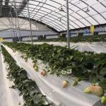 30-Day Return Refunds Get a Refund for Our Multi-Span Agriculture Tunnel