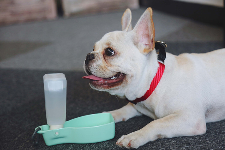 High Visibility Nylon Reflective Dog Collars And Leashes Waterproof