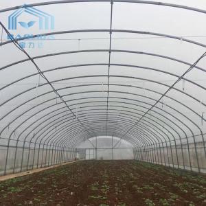 Quality Fruit And Veggies PE Film Greenhouse Single Polyethylene Film Greenhouse wholesale