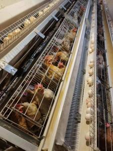 Quality 144 Birds Full Automatic Poultry Battery Cage Chicken Egg Layer Cage wholesale