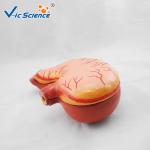 Medical Science Human Anatomy Model , Human Stomach Model For Study