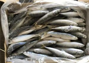 Quality 100% Net Weight Bulk BQF 70g 80g Frozen Mackerel Bait wholesale