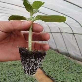 50 Cells Nursery Seedling Tray Black Hydroponics Seed Sprouting Tray
