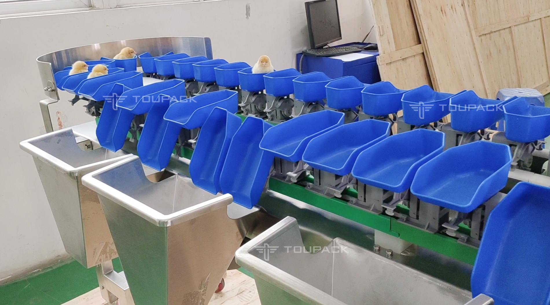 High Accuracy Australian Lobster Weight Sorting Machine 2 Level 6 Level Grading Machine