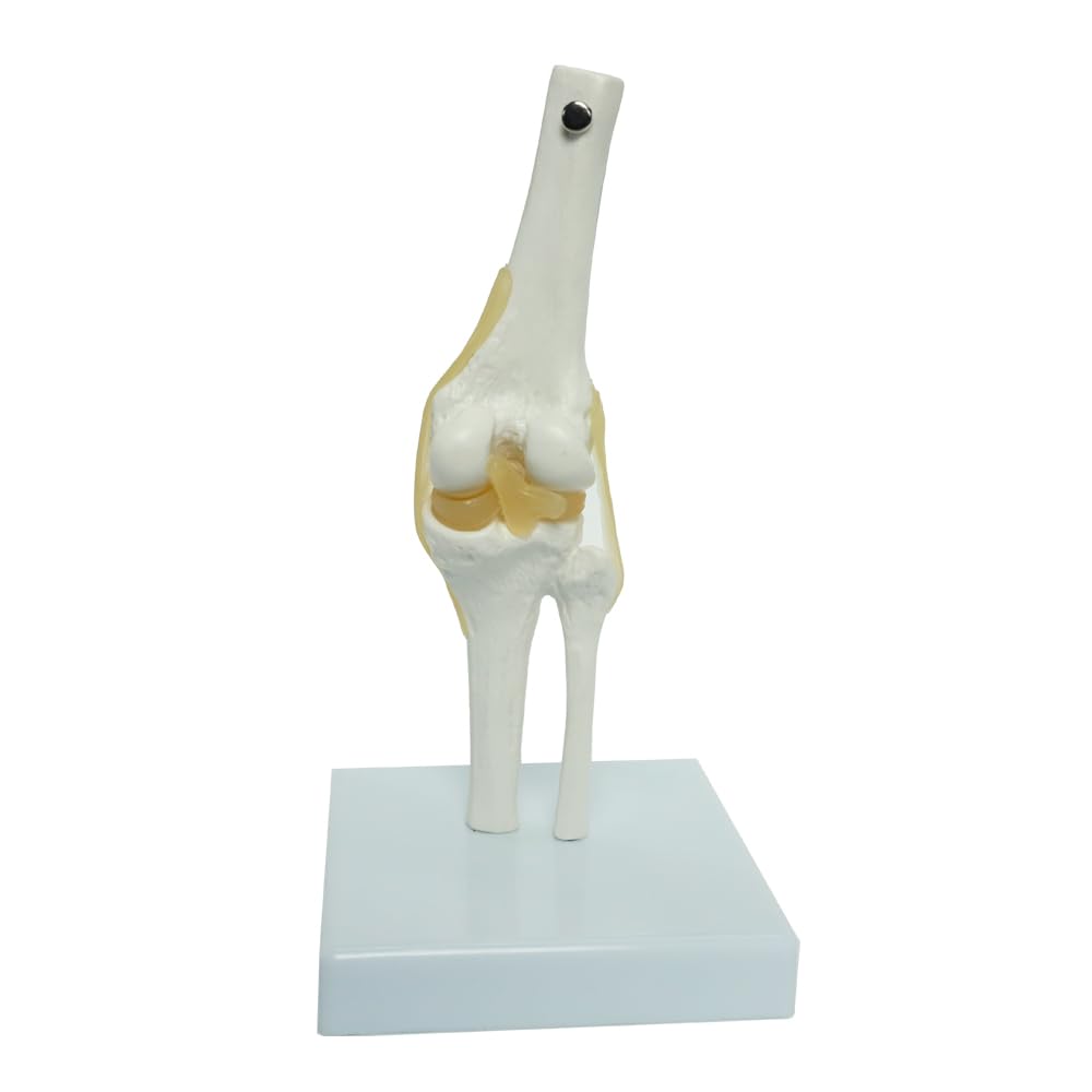 Kids Learning Anatomical Knee Joint Model Display Medical Tool