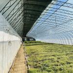 Full Payment Single Layer Hydroponics Flower Sunlight Greenhouse for Your