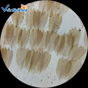 Quality Educational Animal Prepared Microscope Slides 30 Pcs For Middle School wholesale