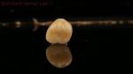 Mill and Centring Full Zirconia Crown , China Dental Lab Fast Delivery