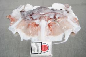 Quality BRC Giant Sea Squid Neck Meat , Gigas Bqf Export Thailand Squid Neck Of Peru wholesale
