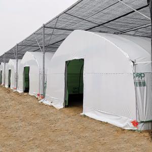 Quality Agriculture Chinese Organic Mushroom Management Greenhouse Single-Span Greenhouses wholesale