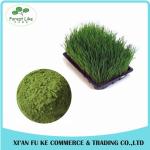 High Quality Green barley grass juice powder