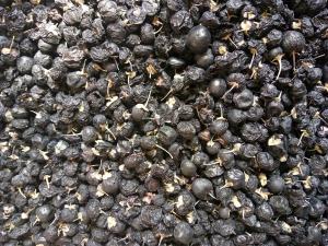 Quality Amorberry Organic Freeze dried black wolfberry, Freeze black goji berry with big size from manufacturer with cheap price wholesale