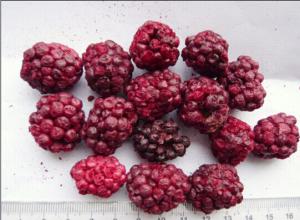 Quality Raw Fruit Flavour Freeze Dried Blackberries Soft Texture Good For Health wholesale