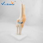 Medical Anatomical Ligament Plastic Knee Joint Anatomy Skeleton Model Of
