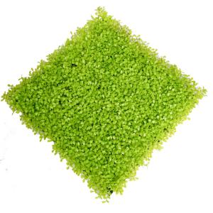 Quality 20mm Artificial Green Grass Wall wholesale