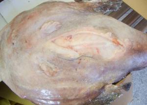 Quality Fried Monkfish Lophius Litulon wholesale